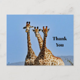 Wildlife Giraffe Herd Photo Tack Vykort