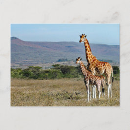 Wildlife Giraffe Mor och Baby Photo Vykort