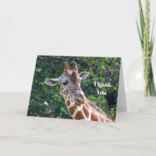 Wildlife Giraffe Porträtt Photo Tack Kort