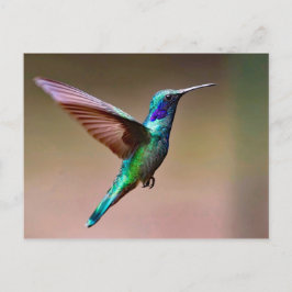 Wildlife Grönt Hummingbird Photo Vykort