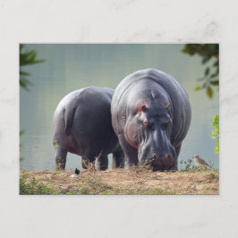 Wildlife Hippo Photo Vykort