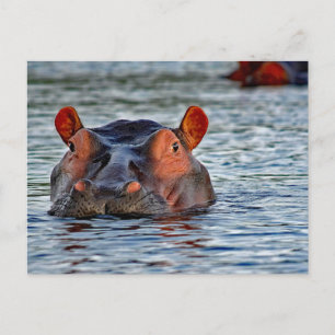 Wildlife Hippo Vatten Photo Vykort