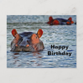 Wildlife Hippo Vatten Photo Vykort
