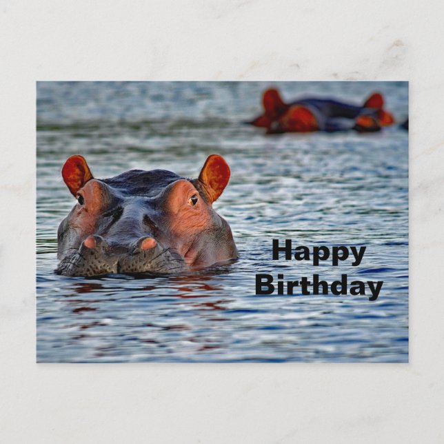 Wildlife Hippo Vatten Photo Vykort (Framsida)