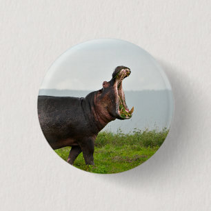 Wildlife Hippopotamus Photo Knapp