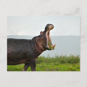 Wildlife Hippopotamus Photo Vykort