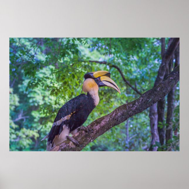 Wildlife Hornbill Bird Poster (Framsidan)