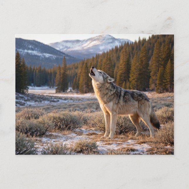 Wildlife Howling Gray Wolf Vykort (Framsida)