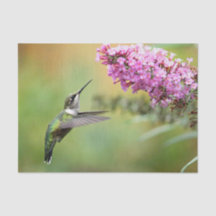 Wildlife Hummingbird Blommigt Photo
