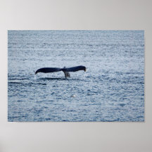 Wildlife Humpback Whale Svan Photo