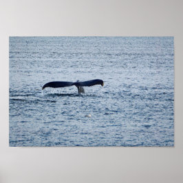 Wildlife Humpback Whale Svan Photo Poster