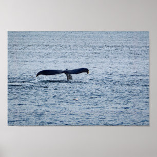Wildlife Humpback Whale Svan Photo Poster
