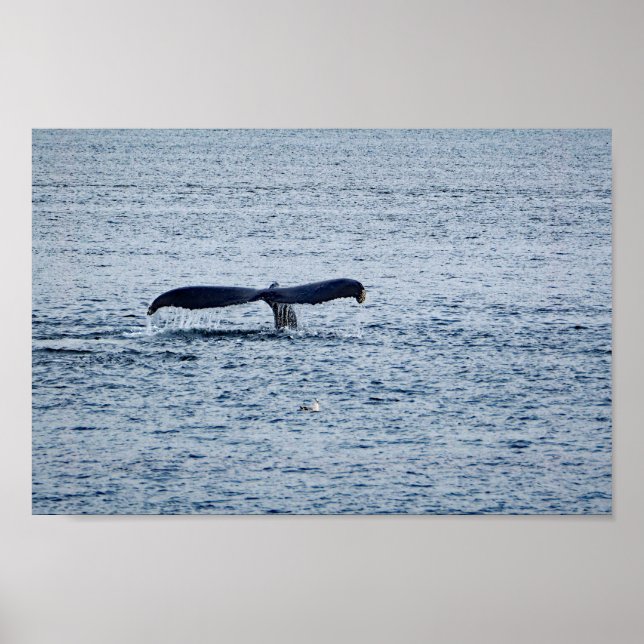 Wildlife Humpback Whale Svan Photo Poster (Framsidan)