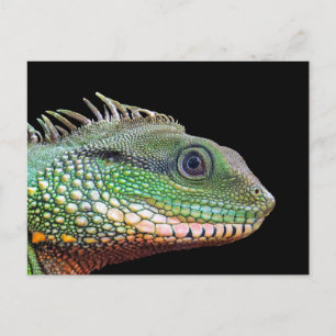 Wildlife Iguana Photo Vykort