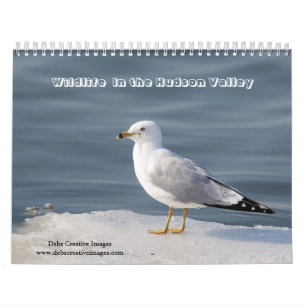 Wildlife in the Hudson Valley 2026 Kalender