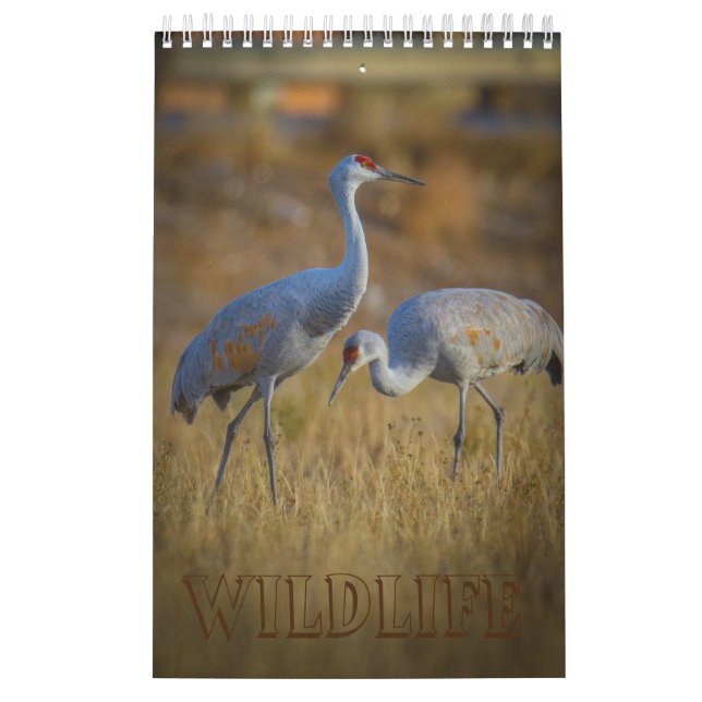 Wildlife Kalender (Omslag)