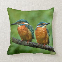 Wildlife Kingfisher Photo Kudde