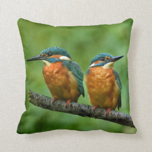 Wildlife Kingfisher Photo Kudde