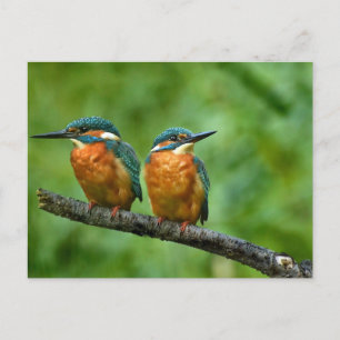 Wildlife Kingfisher Photo Vykort