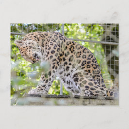 Wildlife Leopard Jungle Photograph Vykort