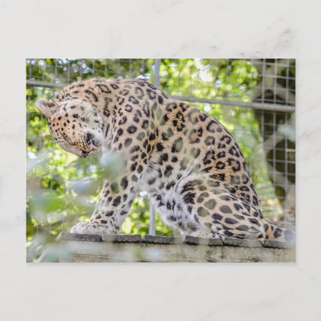 Wildlife Leopard Jungle Photograph Vykort (Framsida)