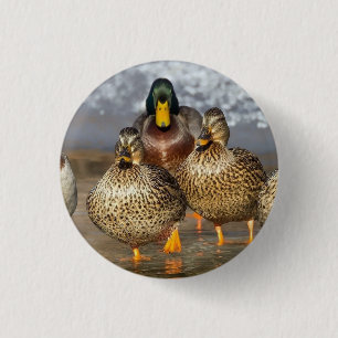 Wildlife Mallard Anka Photo Knapp