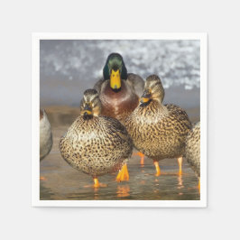 Wildlife Mallard Anka Photo Pappersservett