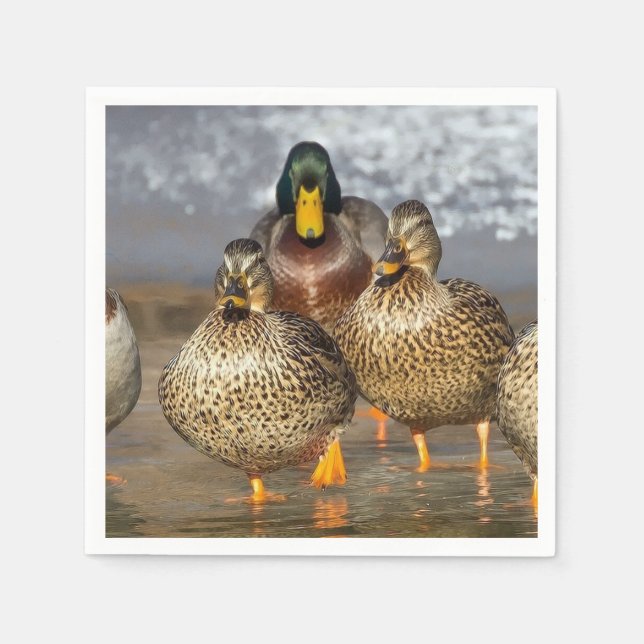 Wildlife Mallard Anka Photo Pappersservett (Framsidan)