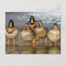 Wildlife Mallard Anka Photo