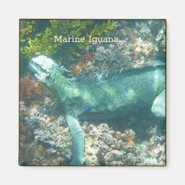 Wildlife Marine Iguana Magnet (Framsidan)