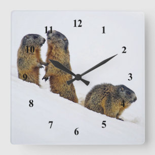 Wildlife Marmots Snö Photo Fyrkantig Klocka