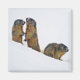 Wildlife Marmots Snö Photo Magnet