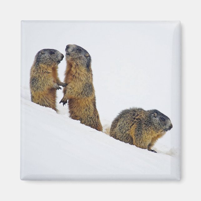 Wildlife Marmots Snö Photo Magnet (Framsidan)