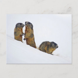 Wildlife Marmots Snö Photo Vykort