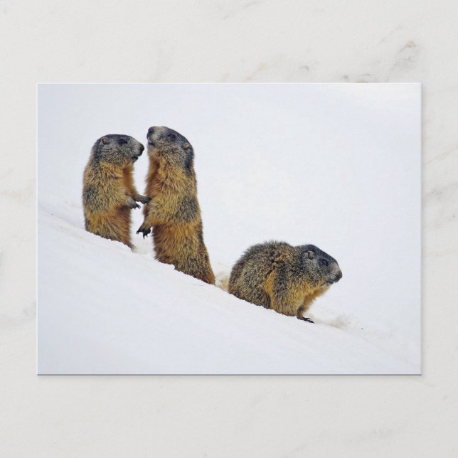 Wildlife Marmots Snö Photo Vykort (Framsida)