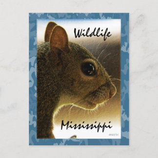 Wildlife Mississippi Gray Squirrel Postcard Vykort