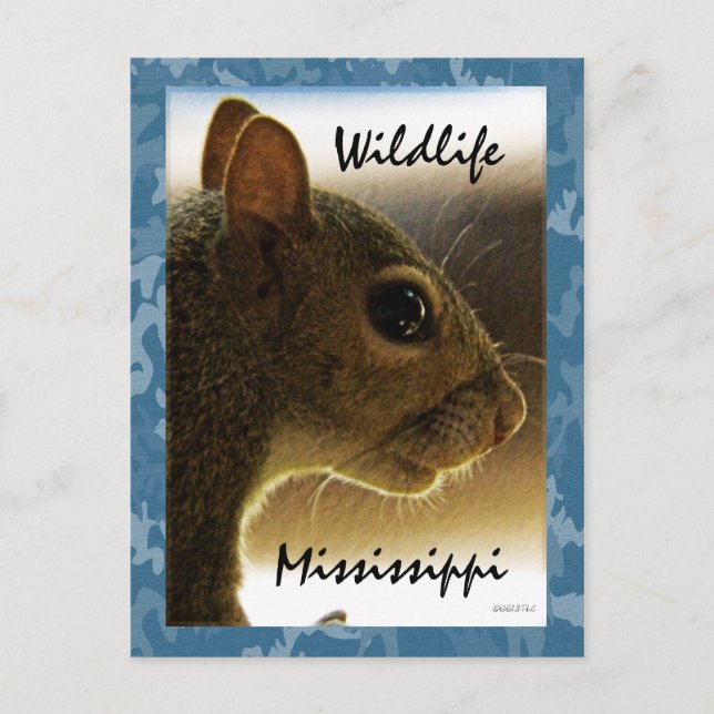 Wildlife Mississippi Gray Squirrel Postcard Vykort (Framsida)