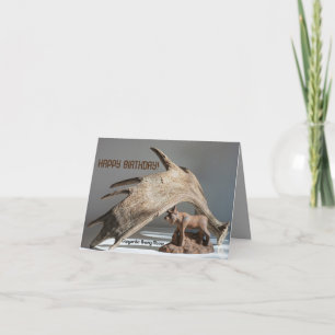 Wildlife Moose Roligt skrattar anony-MOOSE födelse Kort