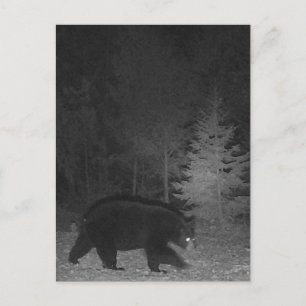 Wildlife night MI Black Bear Upper Peninsula Helg Vykort