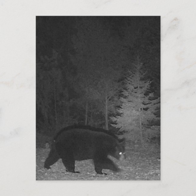 Wildlife night MI Black Bear Upper Peninsula Helg Vykort (Framsida)