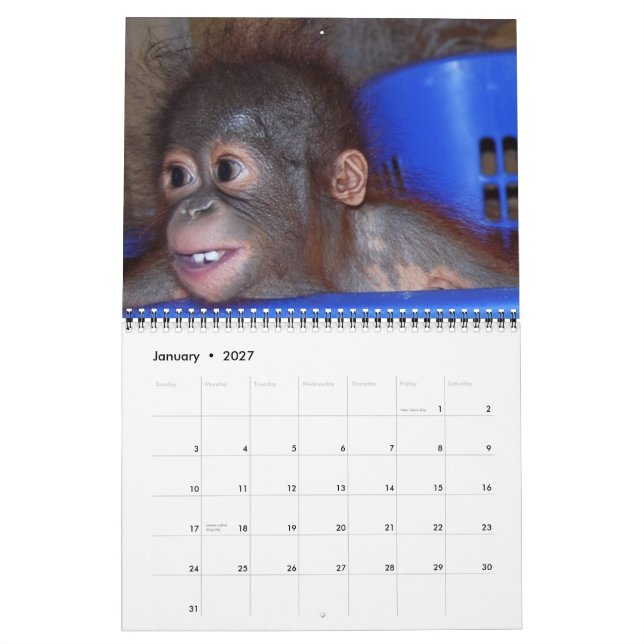 Wildlife Orangutan Spädbarn Kalender (Jan 2027)