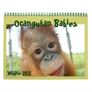 Wildlife Orangutan Spädbarn Kalender