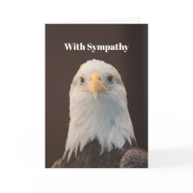 Wildlife Örn Porträtt Photo Sympathy