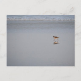 Wildlife Photo Ocean Nature Beach Bird Sandpiper Vykort