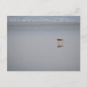 Wildlife Photo Ocean Nature Beach Bird Sandpiper Vykort