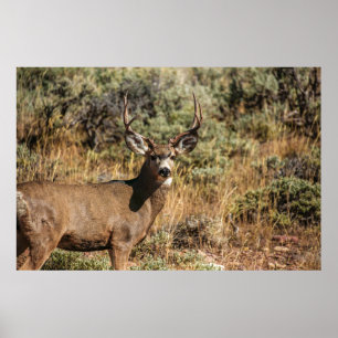 WILDLIFE PHOTOGRAFI OF BROWN BUCK POSTER