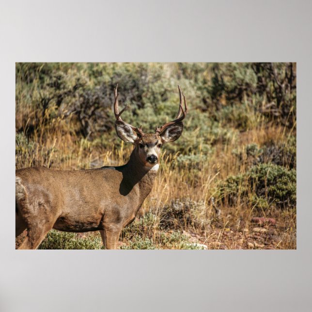 WILDLIFE PHOTOGRAFI OF BROWN BUCK POSTER (Framsidan)