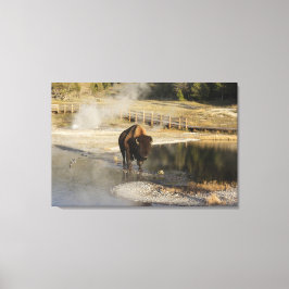 Wildlife Photography American Bison Yellowstone Canvastryck