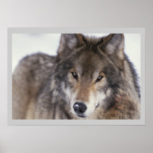 Wildlife Photography Grått Varg Poster 18x24