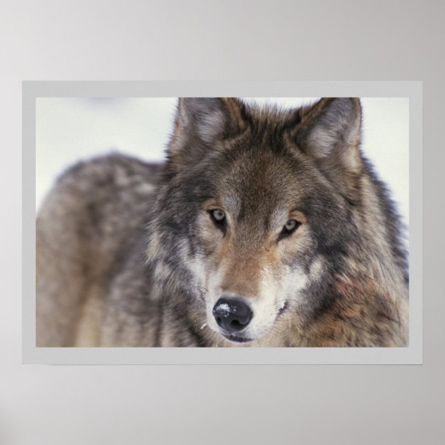 Wildlife Photography Grått Varg Poster 18x24 (Framsidan)